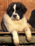 Young Pyrenean Mastiff Resting