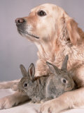 Golden Retriever, and Young Domestic Rabbits