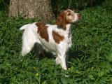 Brittany Spaniel, Domestic Gundog, USA