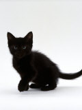 Domestic Cat, 9-Weeks, Black Shorthair Kitten