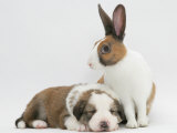 Fawn Dutch Rabbit with Sleeping Sable-And-White Border Collie Pup