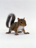 Baby Grey Squirrel, Portrait