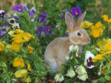 Mini Rex Rabbit, Amongst Pansies, USA