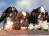 Three King Charles Cavalier Spaniel Adults on Wall