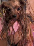Buy Wet Yorkshire Terrier Wrapped in a Towel at AllPosters.com