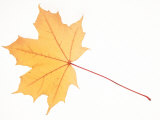 Norway Maple Leaf in Autumn Colours