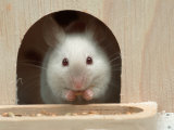 White Mouse in Hutch
