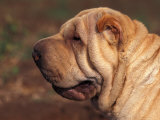 Shar Pei Portrait Showing Wrinkles on Head and Neck