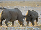 Black Rhinoceroses, Female Rejecting Amorous Male's Advances, Etosha National Park, Namibia