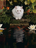 White Domestic Cat Watching Goldfish in Garden Pond