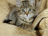 Domestic Cat, Female Tabby Kitten on Chair