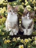 Tabby-Tortoiseshell-And White Kittens, 11-Week Sisters, Among Pink and Yellow Primroses