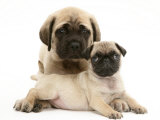 Fawn Pug Puppy with Fawn English Mastiff Puppy