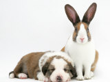 Fawn Dutch Rabbit with Sleeping Sable-And-White Border Collie Pup