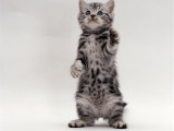 Domestic Cat, Kitten Standing on Rear Legs