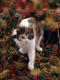 Buy Domestic Cat, Young Tortoiseshell-And-White Among Cotoneaster Berries and Ground Elder Seedheads at AllPosters.com
