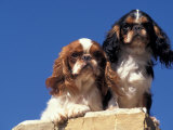 Two King Charles Cavalier Spaniel Adults on Wall