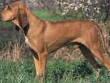 Smooth / Short-Haired Segugio Italiano Hound Standing in Show Stack / Pose