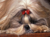 Shih Tzu Lying Down with Hair Tied Up