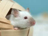 White Mouse at Play