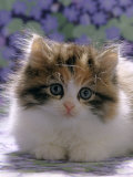 Domestic Cat, 8-Week, Fluffy Tortoiseshell-And-White Kitten
