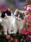 Buy Domestic Cat, Black and Blue Bicolour Persian-Cross Kittens Among Pink Climbing Roses at AllPosters.com