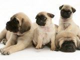 Fawn Pug Pups with Fawn English Mastiff Puppies