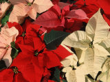 Various Poinsettias in Bloom