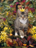 Domestic Cat, 12-Week, Agouti Tabby Kitten Among Yellow Azaleas and Spring Foliage