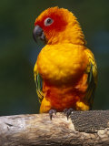 Sun Conure