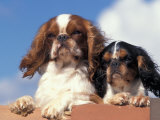 Two King Charles Cavalier Spaniel Adults on Wall