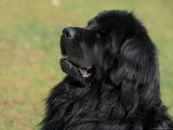 Black Newfoundland Looking Up