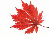 Buy Japanese Maple Leaf in Autumn Colours at AllPosters.com