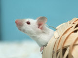 White Mouse at Play