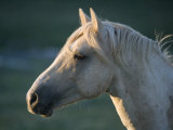 Wild Palomino Stallion, Head Profile, Pryor Mountains, Montana, USA