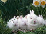 Family of Albino Netherland Dwarf Rabbits, USA