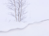 Buy Silver Birch, in Winter Snow Cornice, Estonia at AllPosters.com