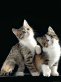 Domestic Cat, Two 8-Week Tabby Tortoiseshell and White Kittens