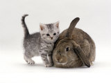 Domestic Cat, Silver Spotted Kitten with Agouti Lop Rabbit