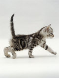 Domestic Cat, 3-Week, Silver Tabby Male Kitten