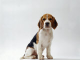 Beagle Puppy
