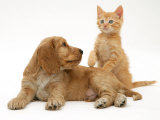 Ginger Kitten with Golden Cocker Spaniel Puppy
