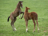 Buy Two Thoroughbred Colt Foals, Playing, Virgina at AllPosters.com