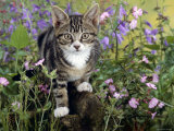 Domestic Cat, Tabby Kitten Among Red Campion with Ivy-Leaved Bellflower and Hedge Woundwort