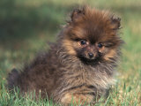Pomeranian Puppy on Grass