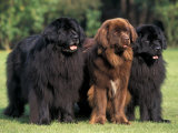 Domestic Dogs, Three Newfoundland Dogs Standing Together