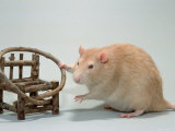 Red Domestic Rat