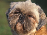 Shih Tzu Puppy Portrait