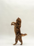 Domestic Cat, Red Tabby British Shorthair Female Standing on Back Legs Trying to Catch Lure