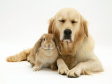 Sandy Lop Rabbit Cuddling up with Sleepy Golden Retriever Bitch